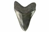 Serrated, Fossil Megalodon Tooth #125344-2